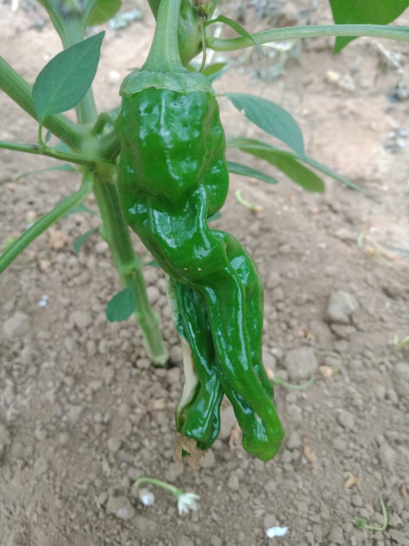 精品皱皮