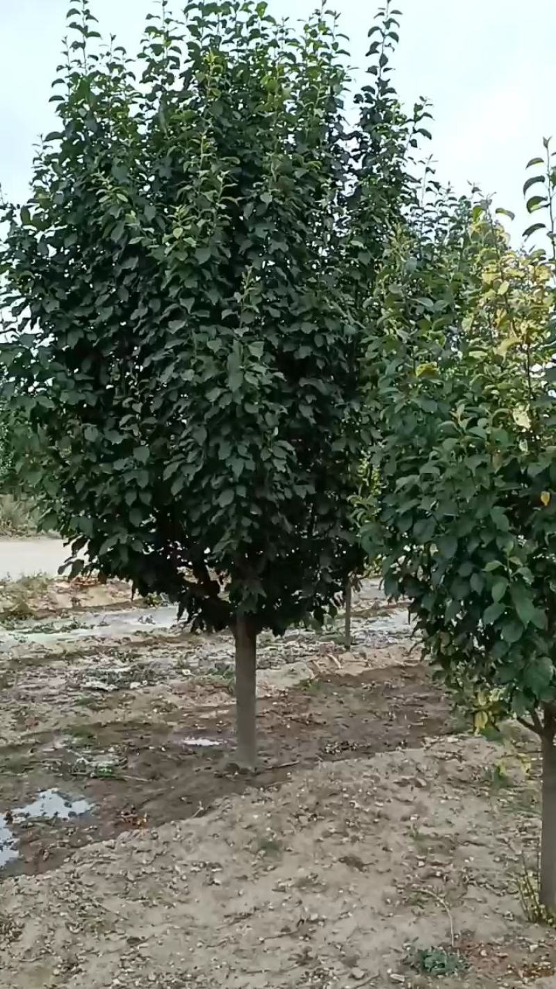 八棱海棠树八棱海棠之乡张家口怀来自家苗圃现货供应