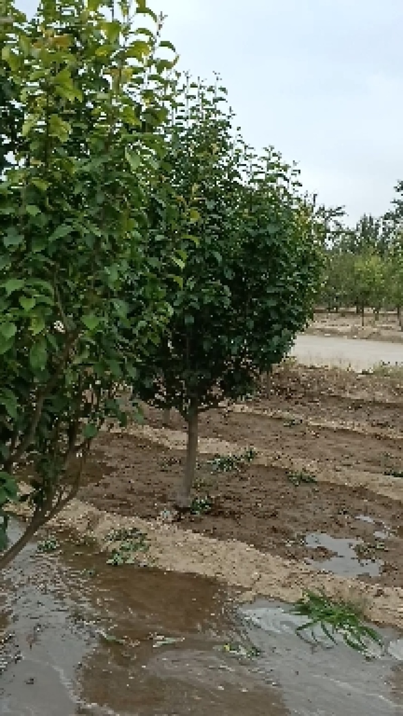 八棱海棠树八棱海棠之乡张家口怀来自家苗圃现货供应