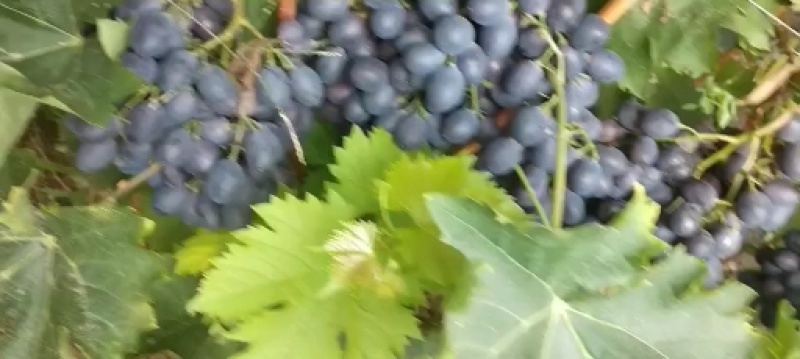 玫瑰香葡萄上市有意收购的电话联系
