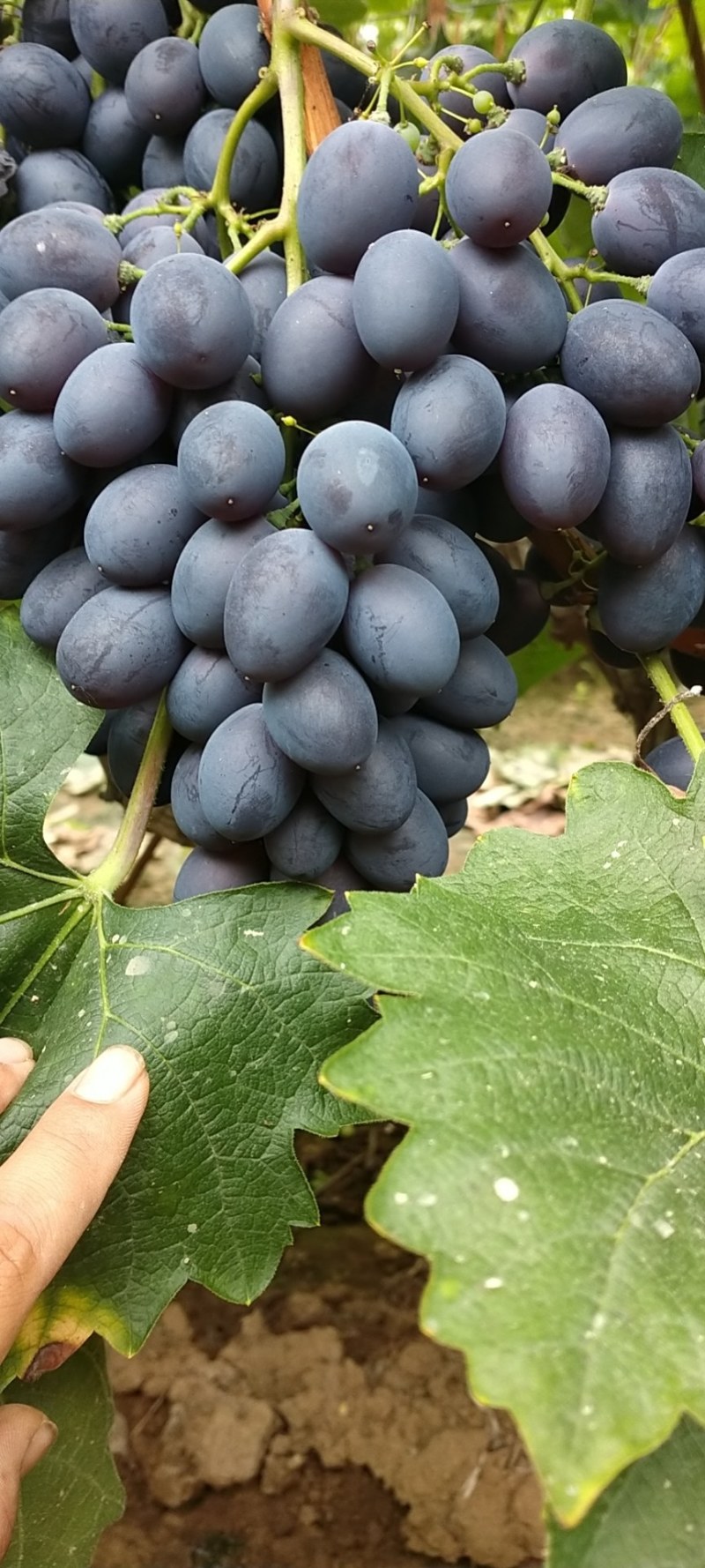 黄旗堡，半截楼玫瑰香葡萄，粒大，皮薄，人工疏果