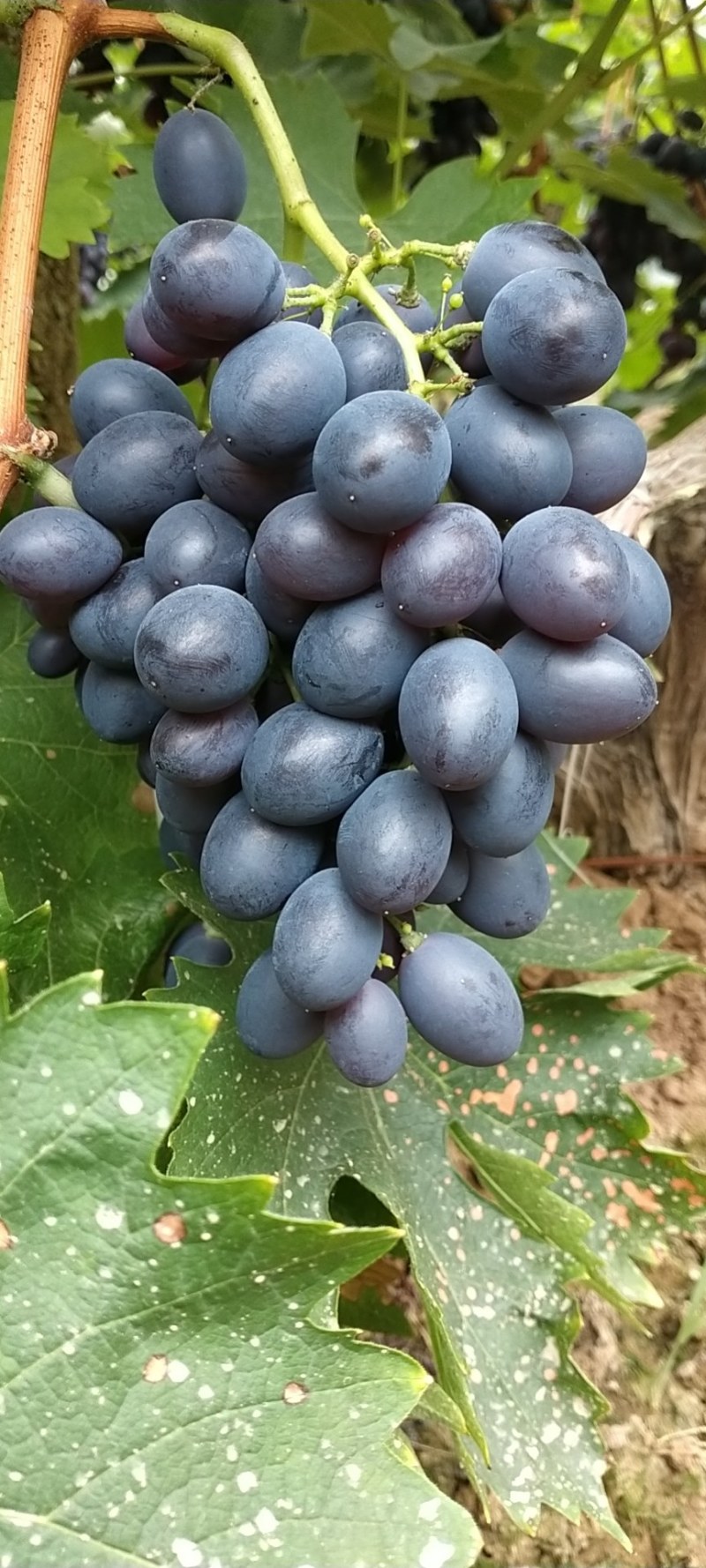 黄旗堡，半截楼玫瑰香葡萄，粒大，皮薄，人工疏果
