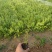 珍珠绣线菊价格，珍珠绣线菊营业钵苗，珍珠绣线菊大量供应
