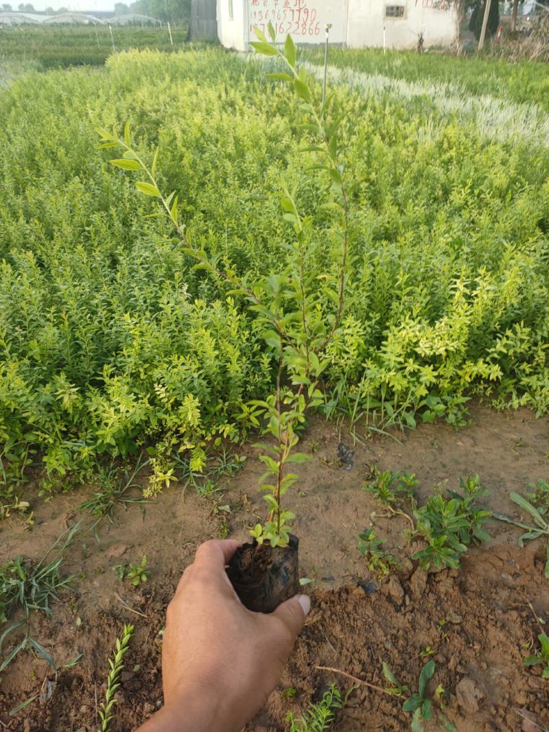 珍珠绣线菊价格，珍珠绣线菊营业钵苗，珍珠绣线菊大量供应