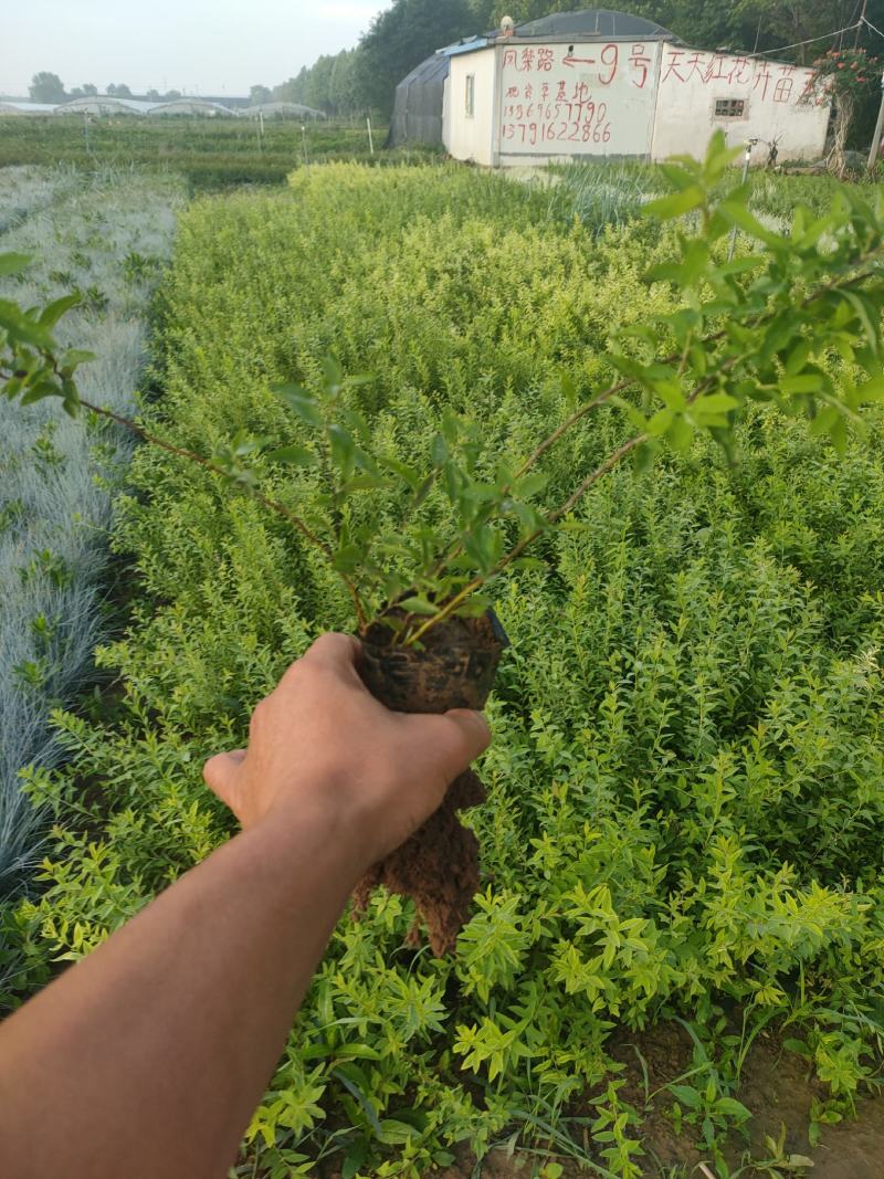 珍珠绣线菊价格，珍珠绣线菊营业钵苗，珍珠绣线菊大量供应