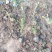 珍珠绣线菊价格，珍珠绣线菊营业钵苗，珍珠绣线菊大量供应