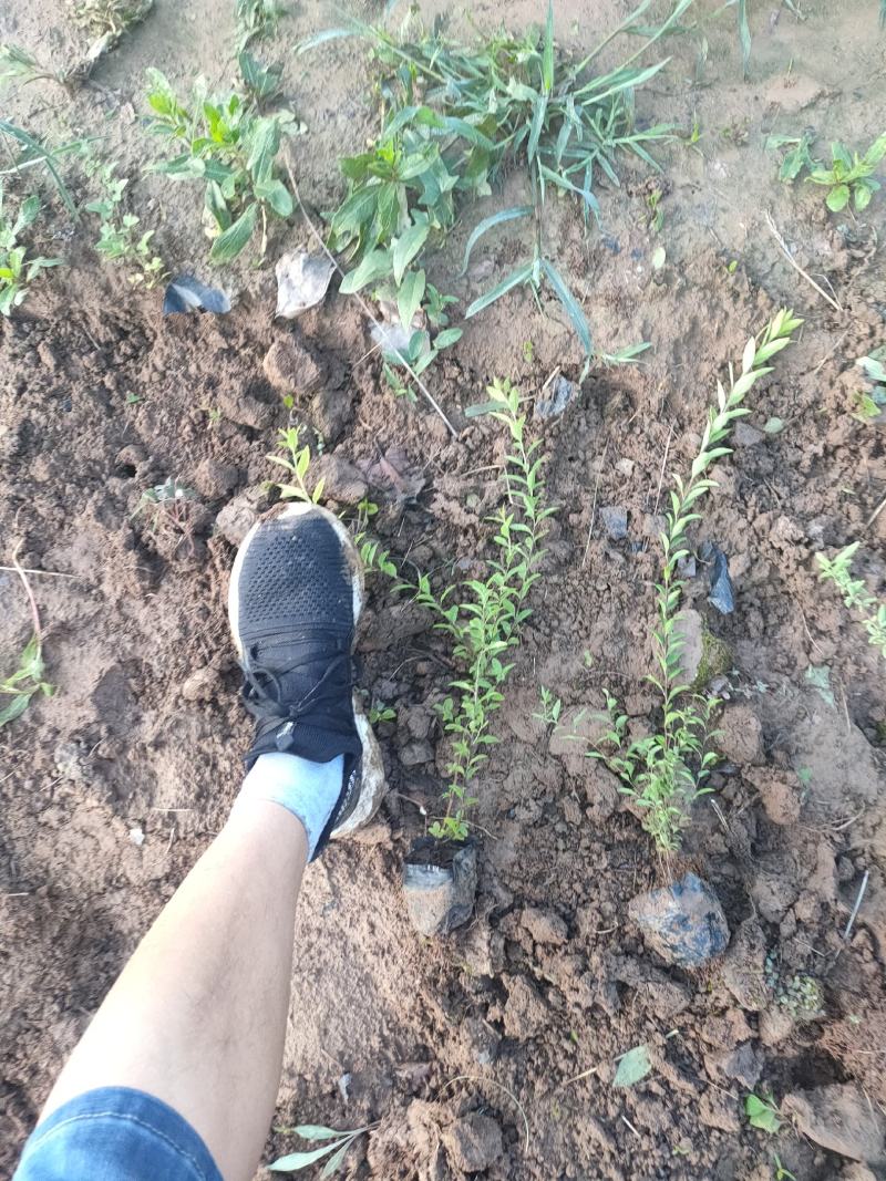 珍珠绣线菊价格，珍珠绣线菊营业钵苗，珍珠绣线菊大量供应