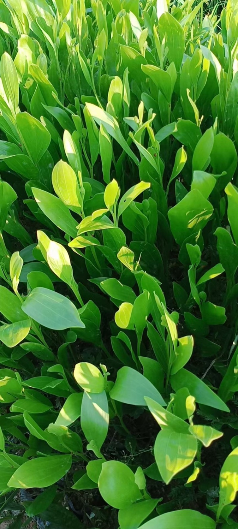 马占相思