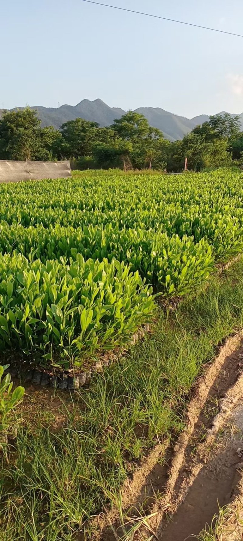 马占相思