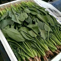 夏季内蒙菠菜