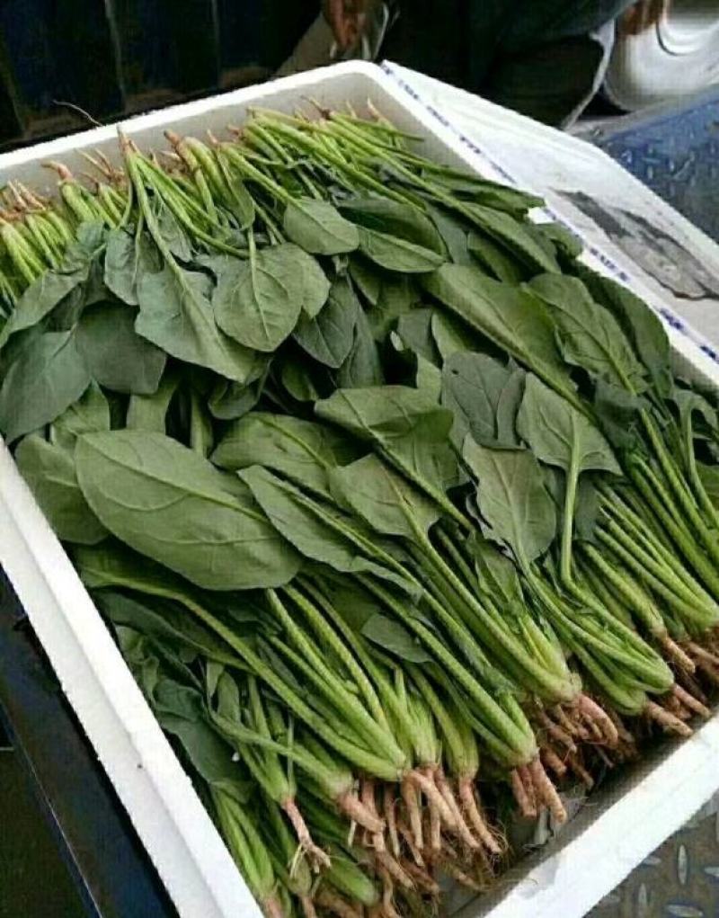 夏季内蒙菠菜