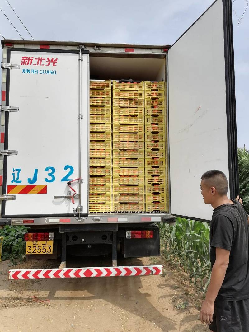 北镇茉莉香葡萄(棚室)量大供应，原产直发，视频看货