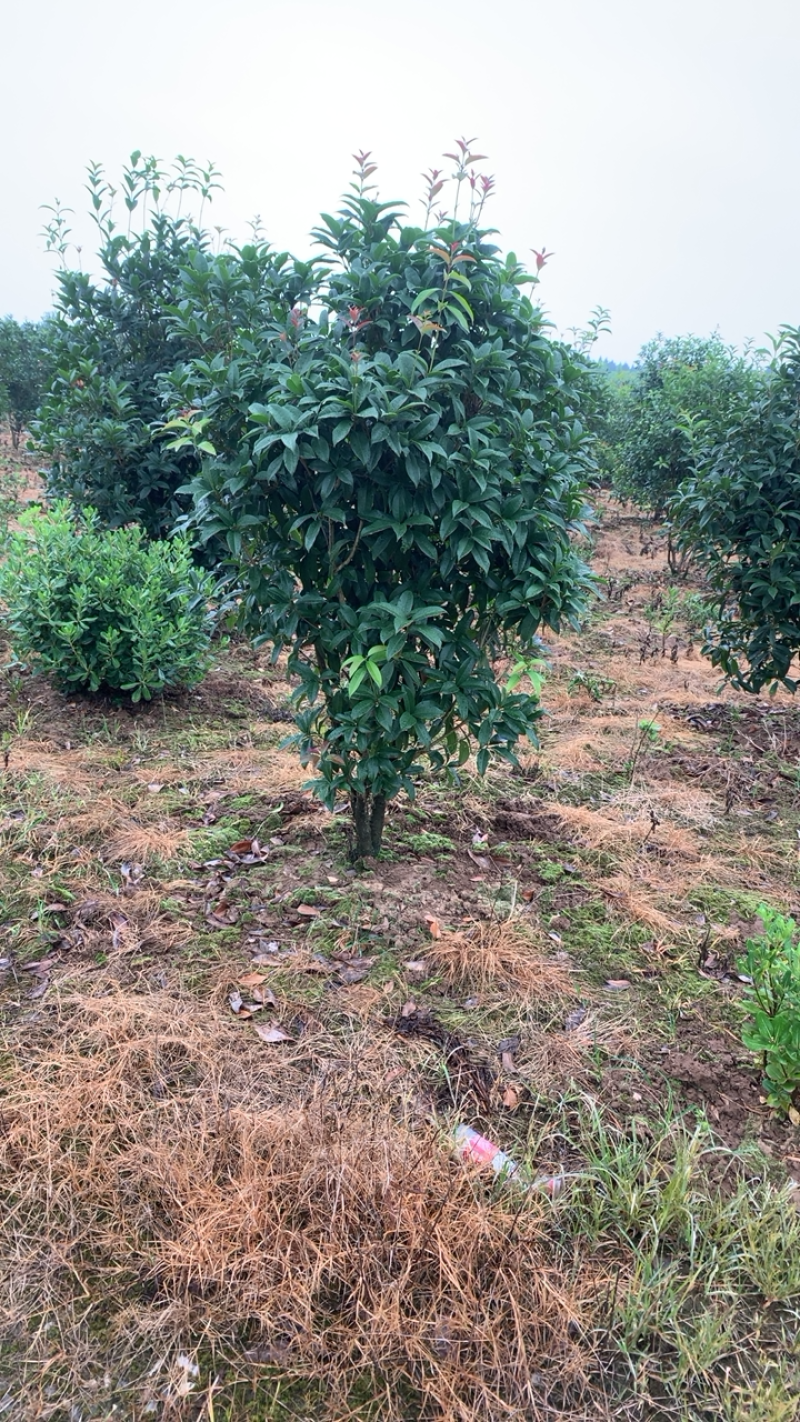 桂花桂花树一片丛生桂花，三杆的，高度不是很高，适合小区