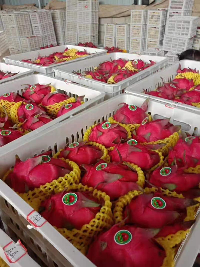 广西红心火龙果大量上市。品种齐全质量保证。