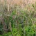 贵州从江高山优质水苔干货无杂草一千斤起批