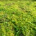 贵州从江高山优质水苔干货无杂草一千斤起批
