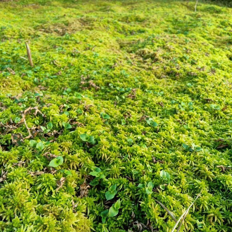 贵州从江高山优质水苔干货无杂草一千斤起批