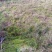 贵州从江高山优质水苔干货无杂草一千斤起批