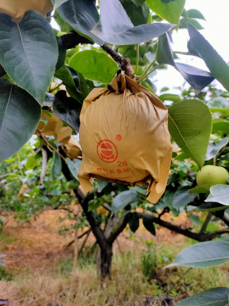 优质黄金梨脆甜多汁，产地直供，300g—450g纸袋。