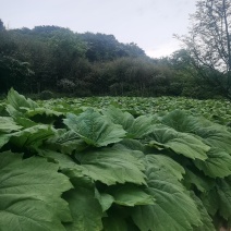 出售大黄种芽，马蹄大黄和川黄，鲜大黄，全国其发