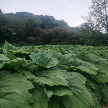 出售大黄种芽，马蹄大黄和川黄，鲜大黄，全国其发