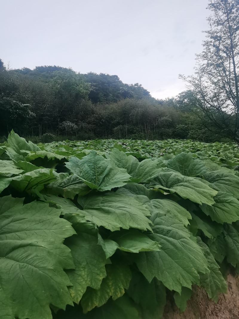 出售大黄种芽，马蹄大黄和川黄，鲜大黄，全国其发