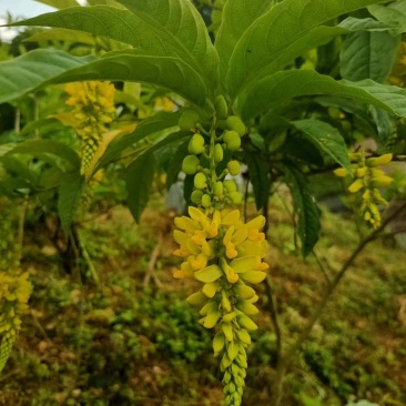黄花倒水莲花茶