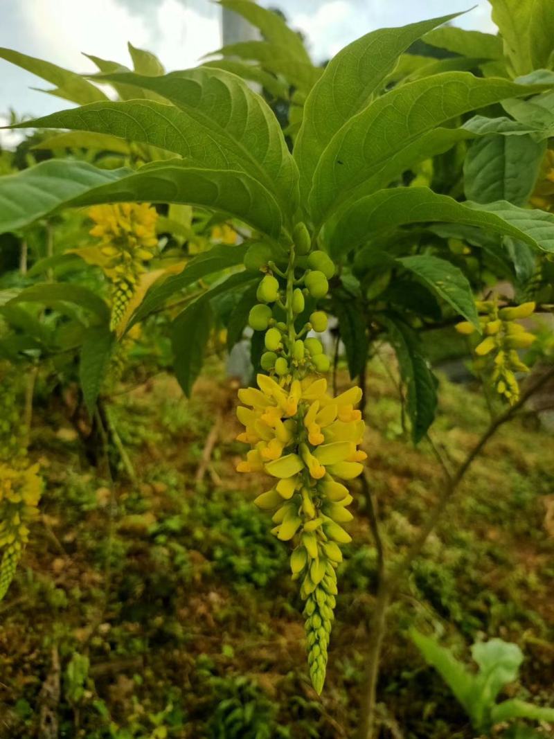 黄花倒水莲花茶