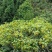 黄花倒水莲花茶