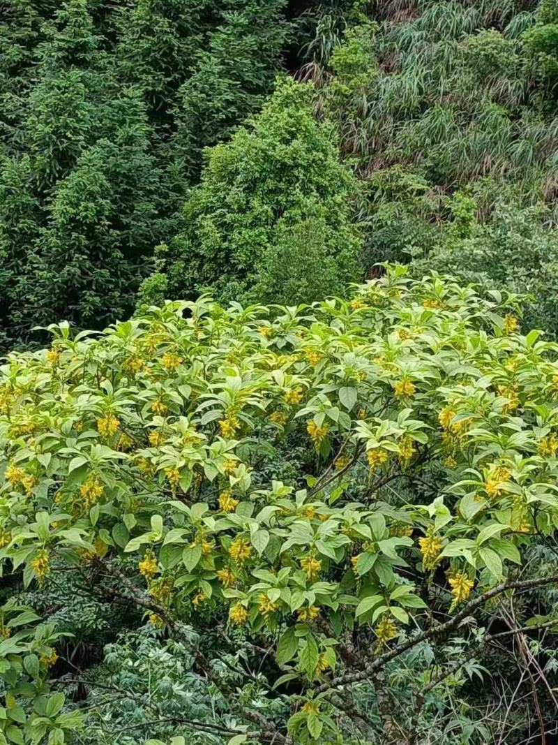 黄花倒水莲花茶