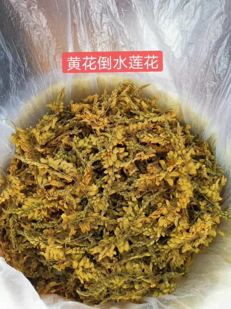 黄花倒水莲花茶