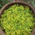 黄花倒水莲花茶