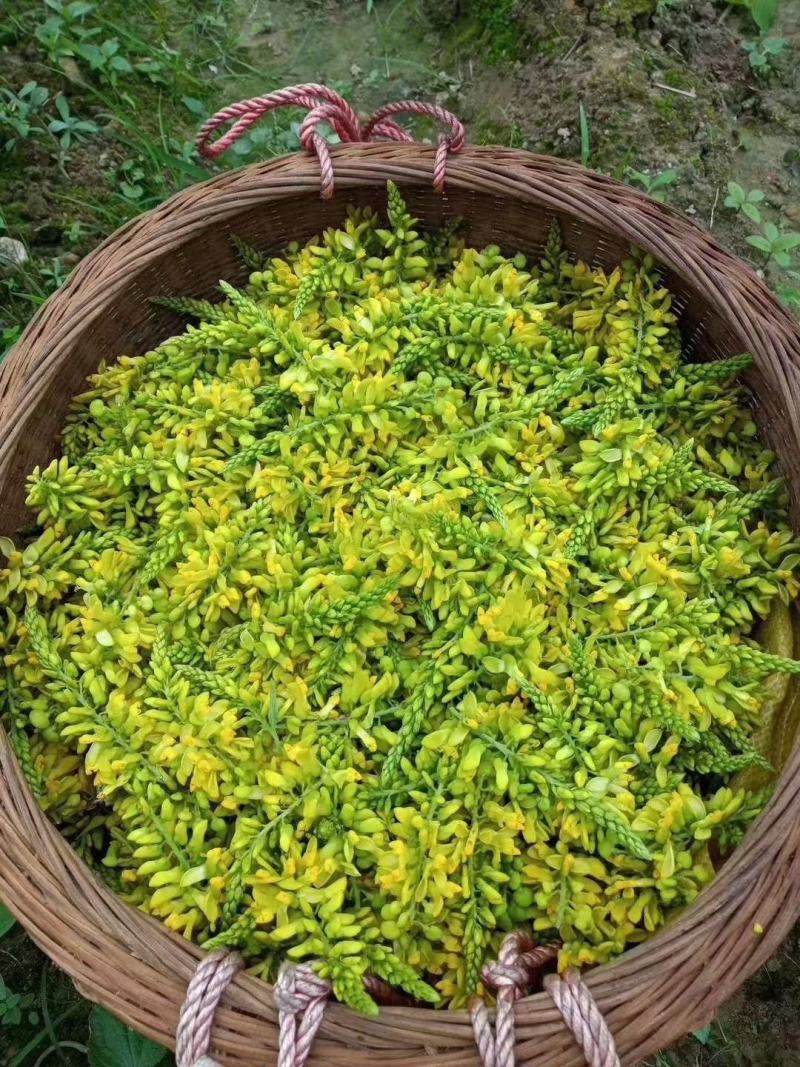 黄花倒水莲花茶