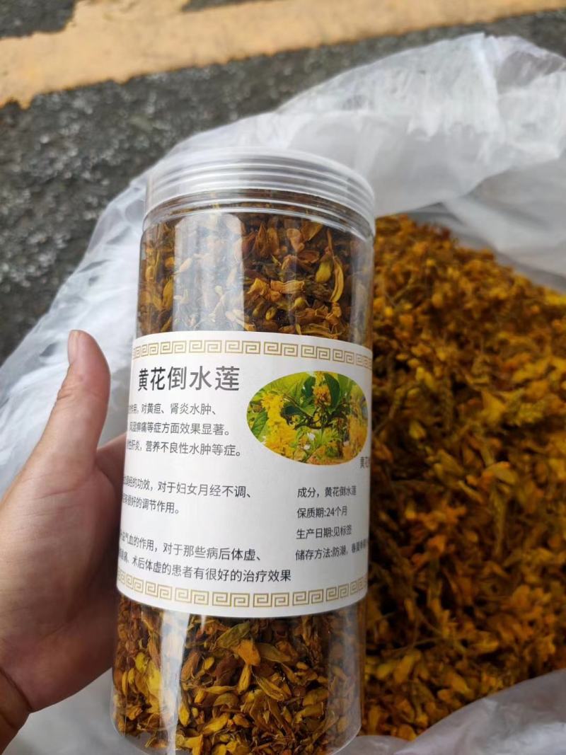 黄花倒水莲花茶