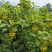 黄花倒水莲花茶