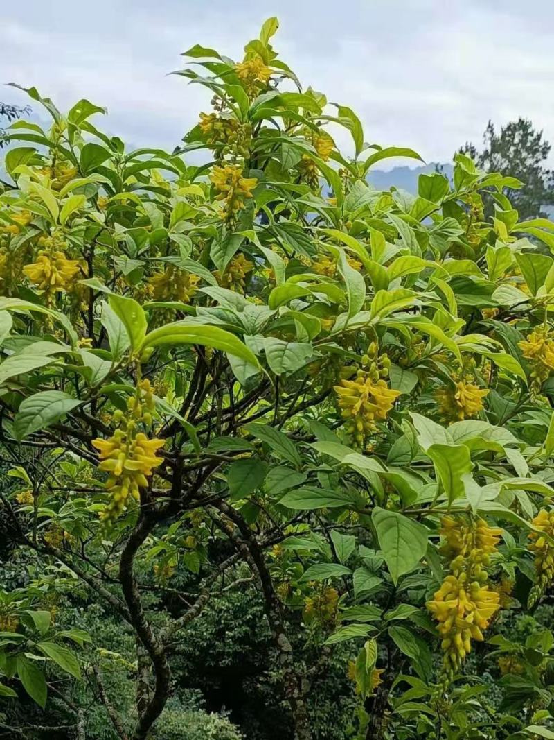 黄花倒水莲花茶