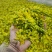 黄花倒水莲花茶