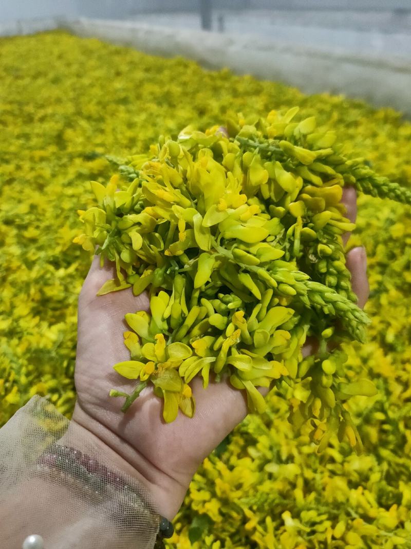 黄花倒水莲花茶