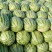 西瓜，金城五号、安农二号等品种，地头采摘装车