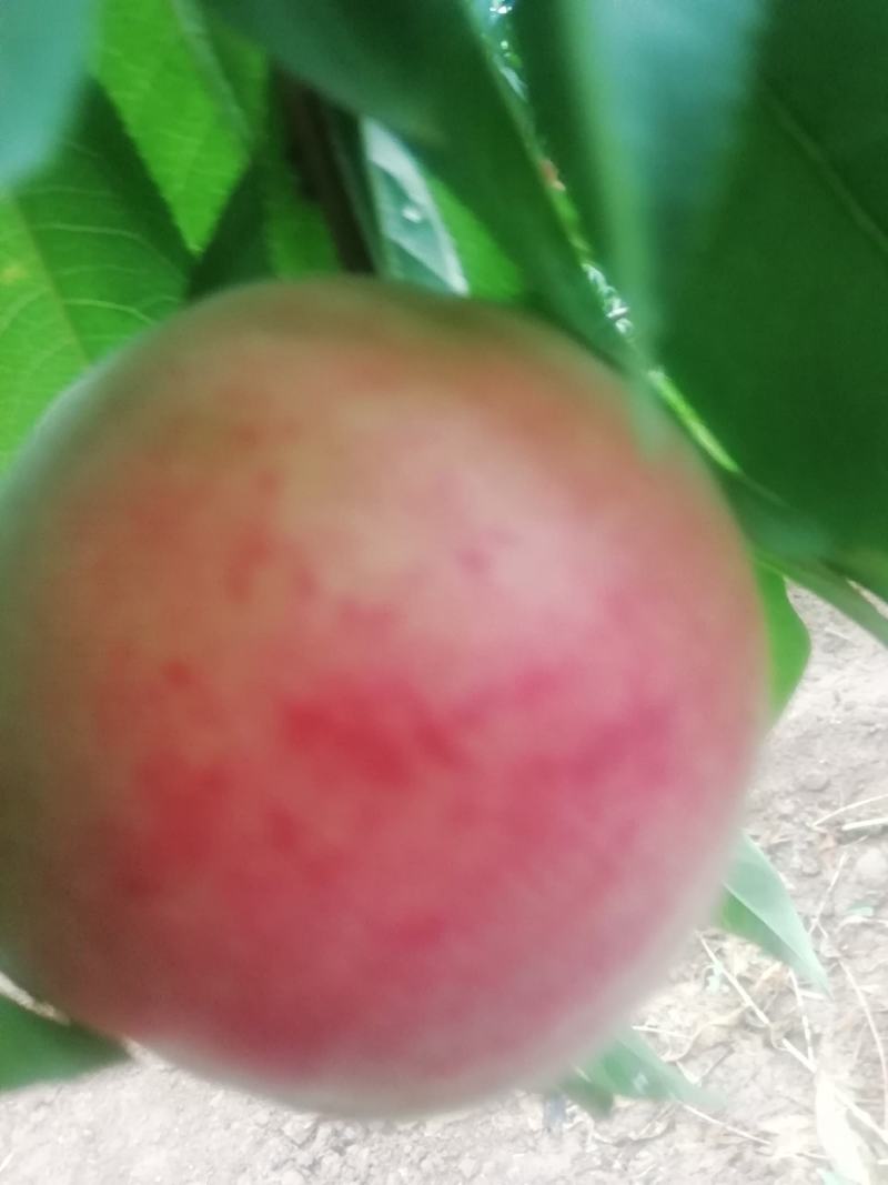 顺丰果业，向大家提供，高坡毛桃，口感好，价格低。欢迎您的