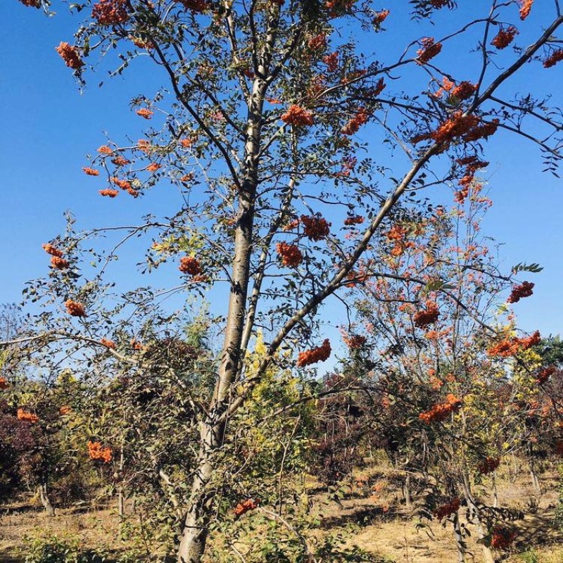 供应梓树百花花楸红果花楸黑果花楸不老莓
