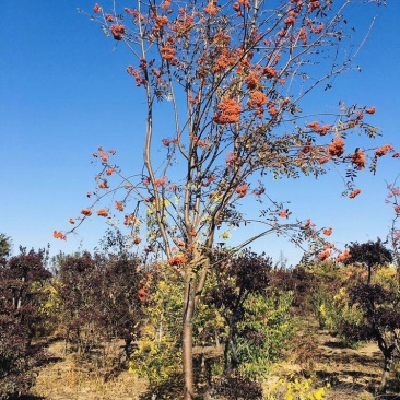 供应梓树百花花楸红果花楸黑果花楸不老莓