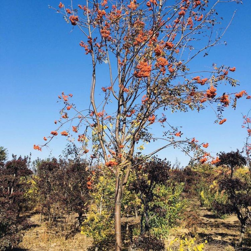 供应梓树百花花楸红果花楸黑果花楸不老莓