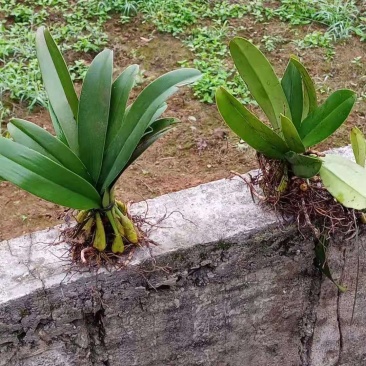 石橄榄