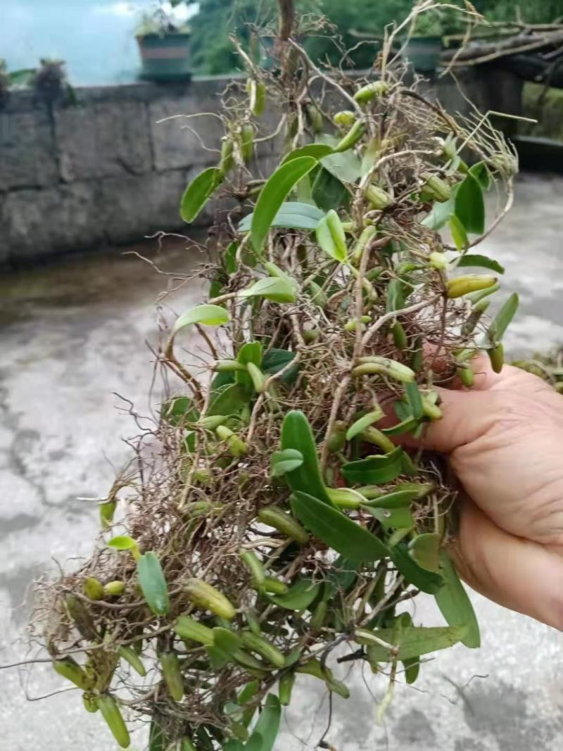 石橄榄