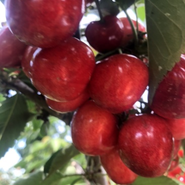 沙蜜豆大樱桃🍒特级果