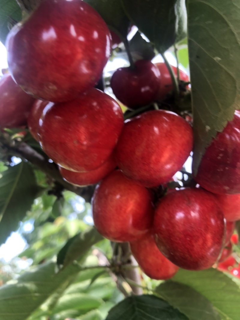 沙蜜豆大樱桃🍒特级果
