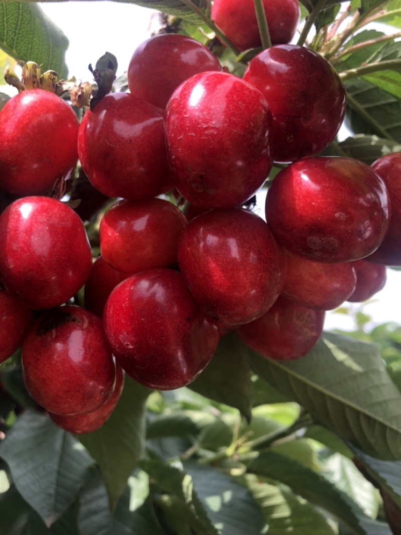 沙蜜豆大樱桃🍒特级果