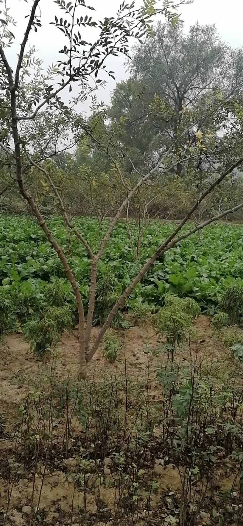 陕西大红袍大规格花椒树