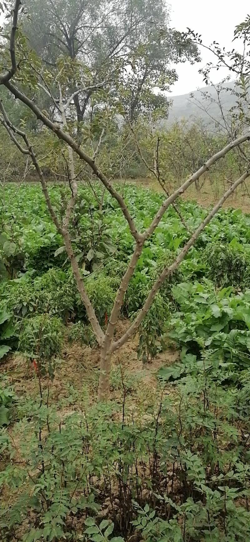 陕西大红袍大规格花椒树